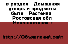  в раздел : Домашняя утварь и предметы быта » Растения . Ростовская обл.,Новошахтинск г.